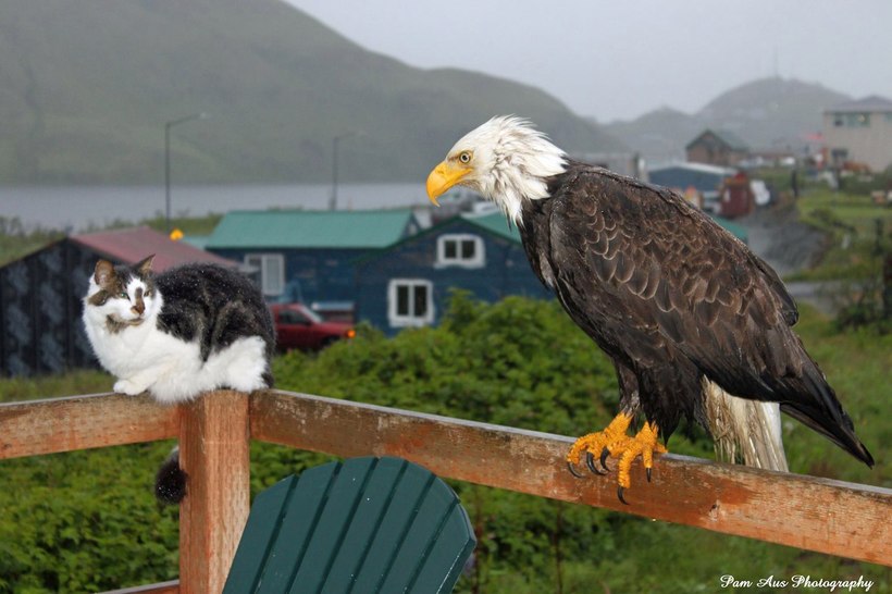 Місто на Алясці, де орланів більше, ніж ворон, а значить, у людей великі проблеми