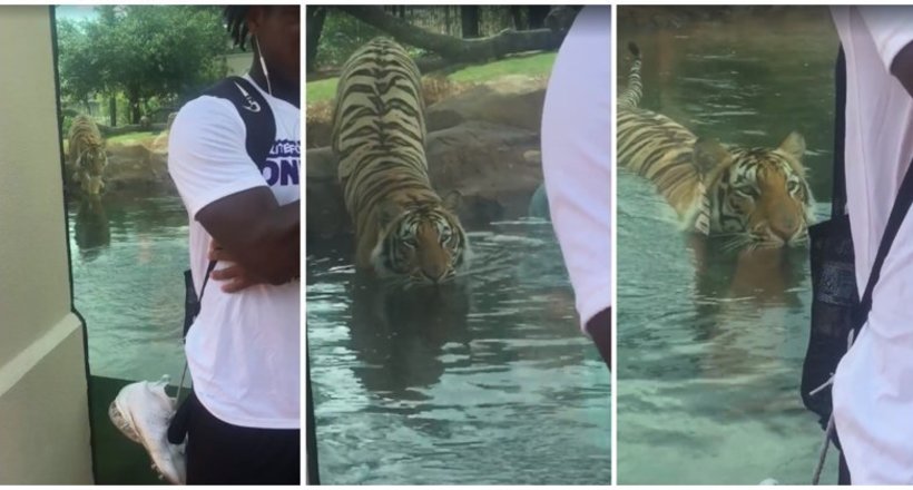 Відео: Тигр полює на що стоїть до нього спиною відвідувача зоопарку