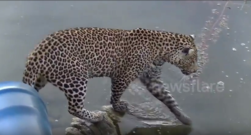 Відео: Леопард вирішив наловити собі рибки на обід