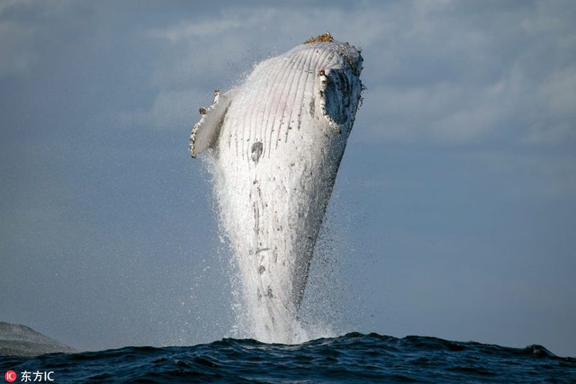 Неймовірно рідкісний кадр: фотограф відобразив кита під час вертикального стрибка