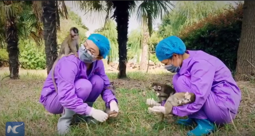 Відео: Перші в світі клоновані мавпочки грають з людьми