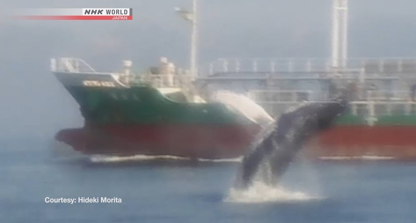 Відео: Японські рибалки як заворожені дивилися на кита, выпрыгивающего з води