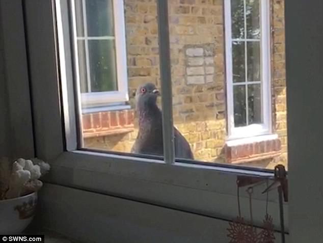 Хічкок відпочиває: голуби гноблять жителів Лондона і підглядають за ними в душі