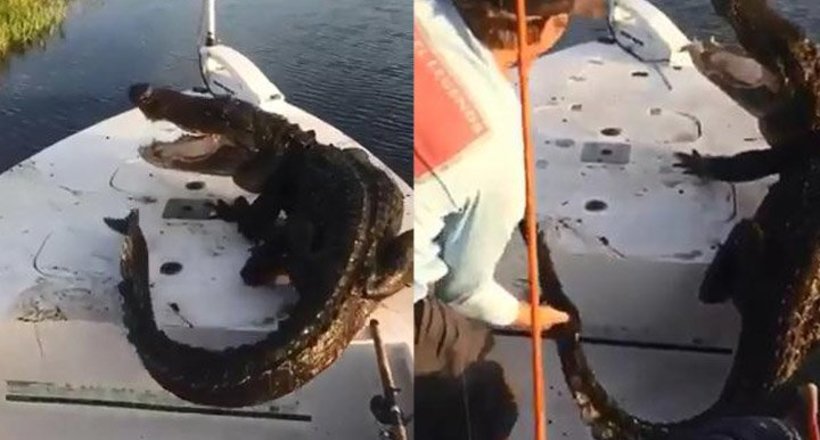 Відео: Рибалки голими руками виштовхали за борт, який забрався у човен до них крокодила 
