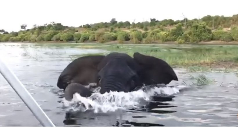 Відео: Слону так набридли туристи, що він пішов їх проганяти