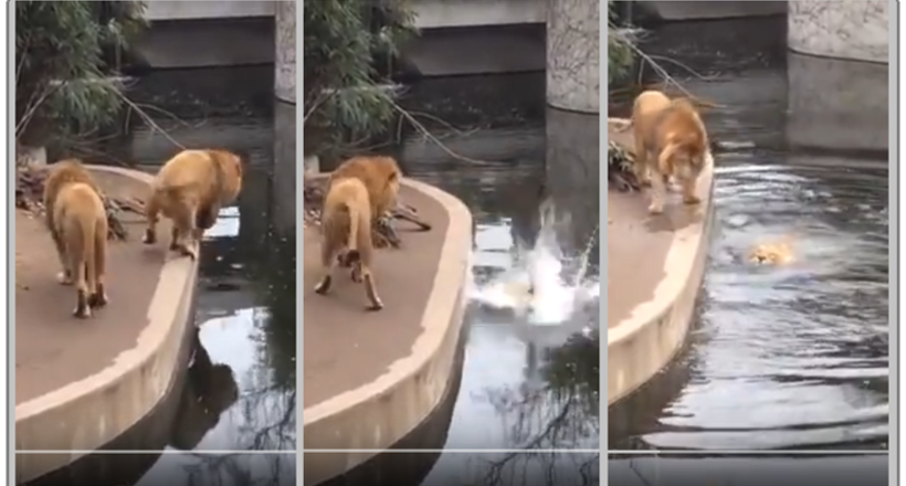 Відео: Лев оступився і смішно плюхнувся у воду, але зробив вигляд, що так і планував