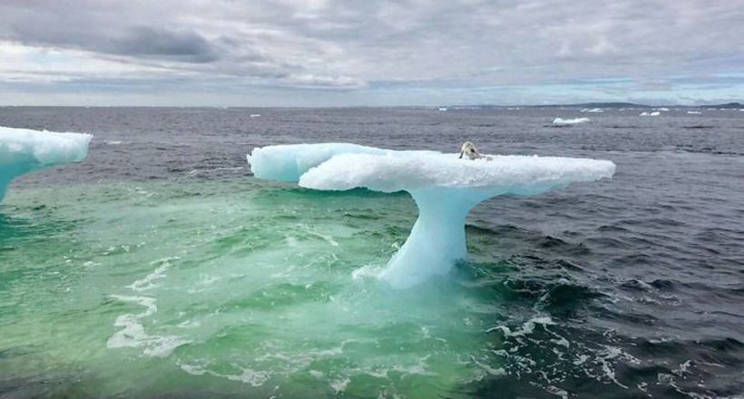 У Канаді рибалки виявили песця, плаваючого на крижині посеред холодного океану