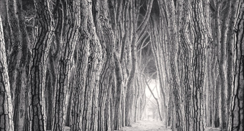Дерева, як і люди: незабутні портрети дерев від Майкла Кенны