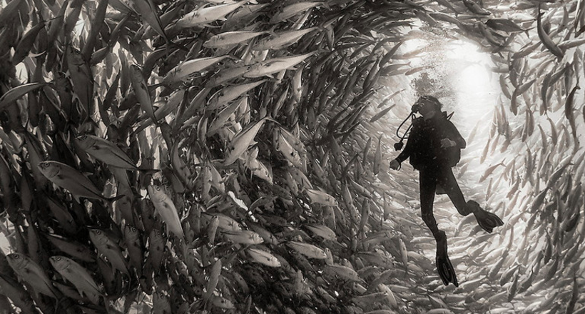 Чудові чорно-білі знімки підводного життя, від яких захоплює дух