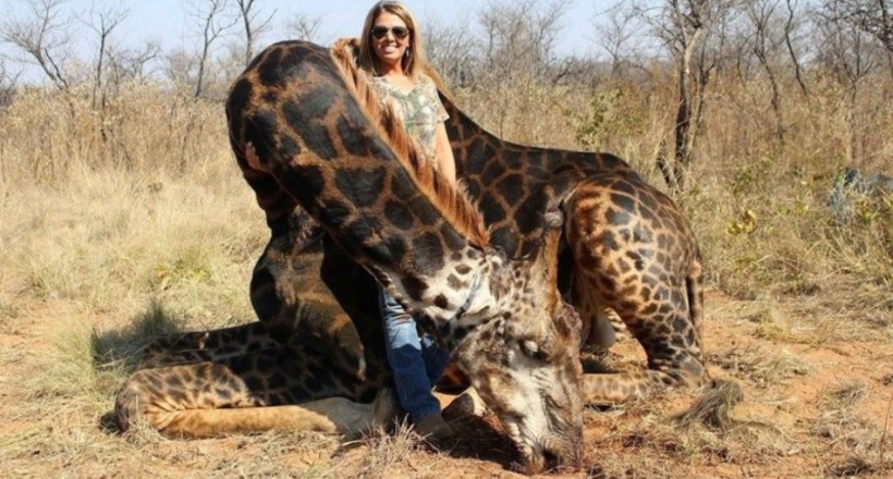 Американка застрелила жирафа і влаштувала з ним фотосесію