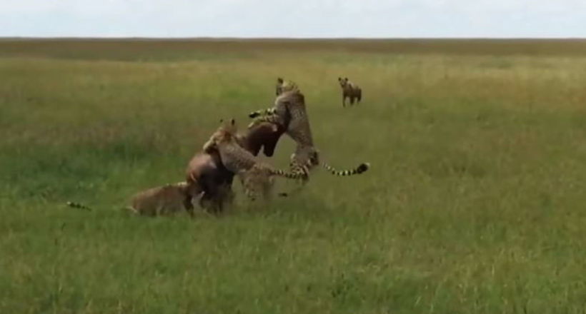 Відео: Гієна допомогла антилопі втекти від гепардів