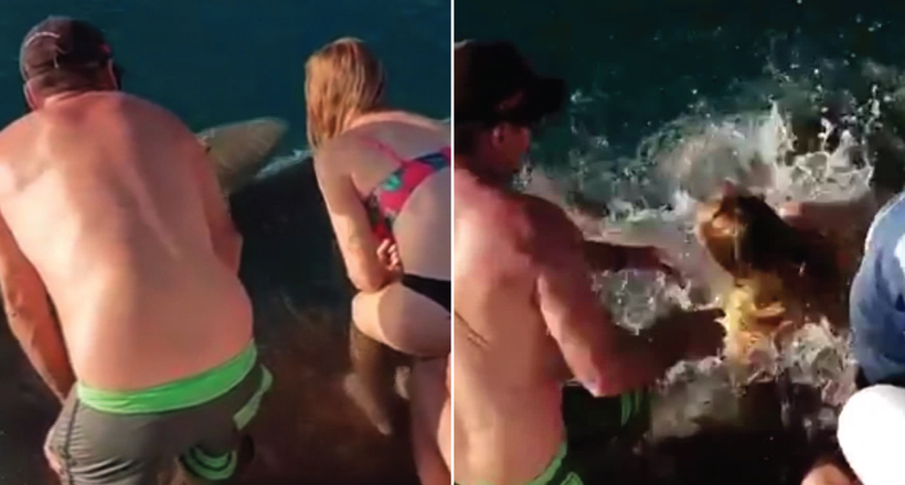 Відео: Туристка вирішила погодувати акулу, але та схопила її за руку і потягла в воду