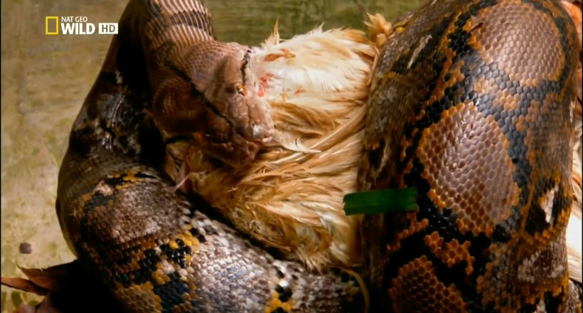 Відео: Титанобоа — найбільш гігантська змія в історії планети