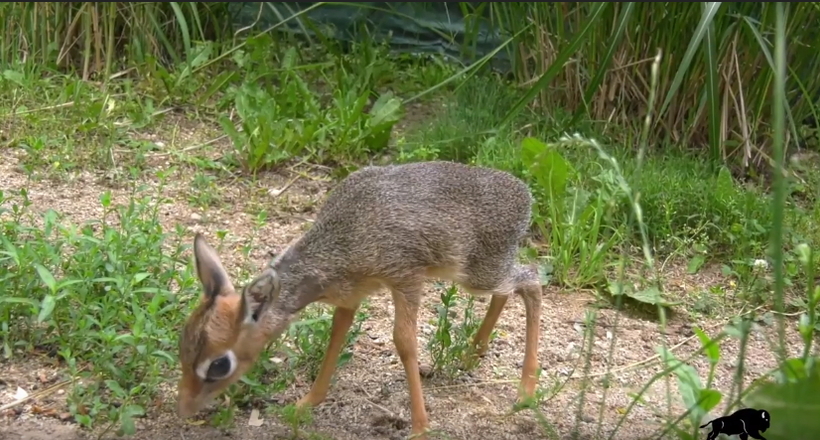 Відео: У зоопарку народилося дитинча крихітної антилопи дикдик з ангельською зовнішністю