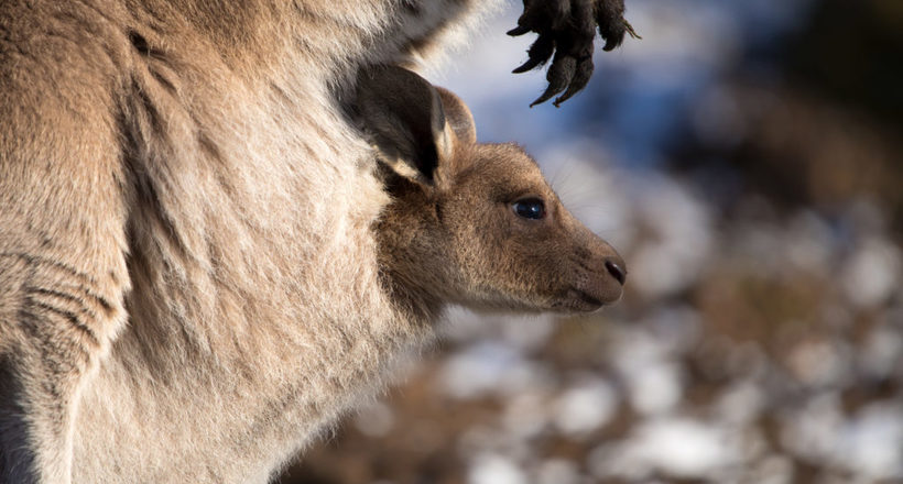 Чудо народження: як кенгуру з'являються на світ