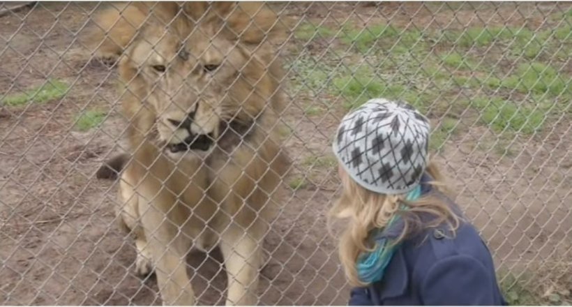 Відео: Старий лев вирішив пожартувати над настирливої репортершей