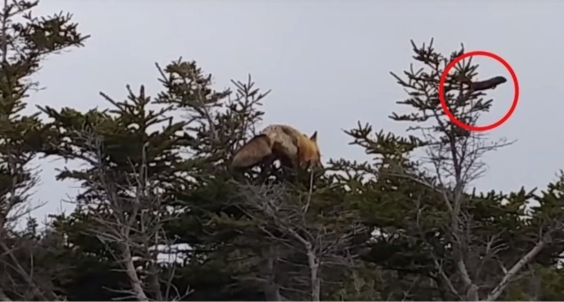 Відео: Лисиця залізла на дерево, щоб зловити білка
