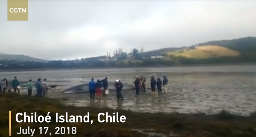 Відео: Люди кілька годин намагалися повернути в море застряглого кита