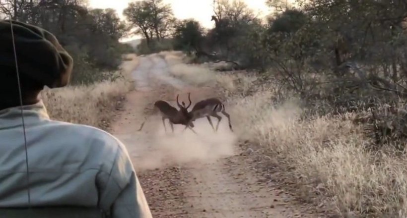 Відео: Леопард втрутився в бійку двох антилоп і залишився без обіду