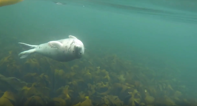 Дитинча тюленя переслідував каякера, подарувавши йому можливість зняти чарівне відео