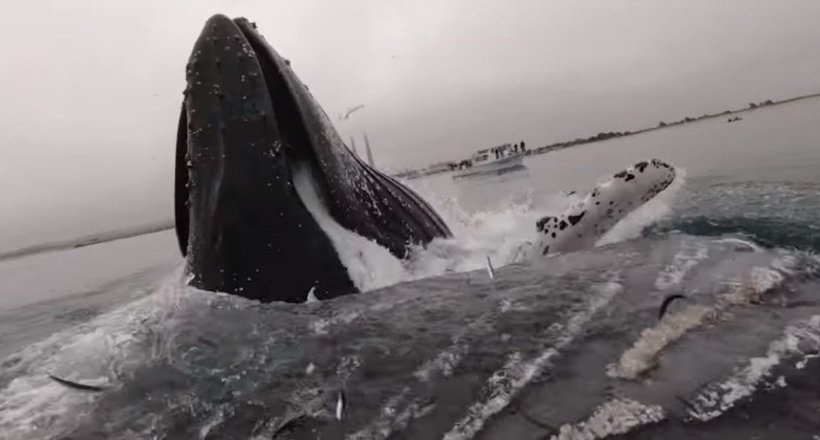 Відео: Величезний кит виринув поруч з каякером, ледь не перекинувши човен