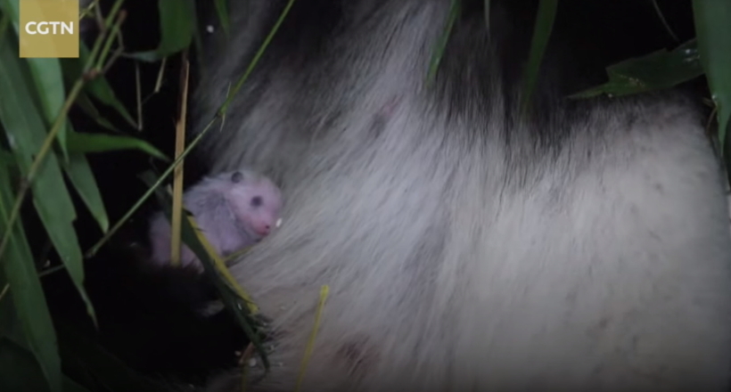 Відео: Ще однією пандою більше — мама-панда дбайливо піклується про новонародженого малюка