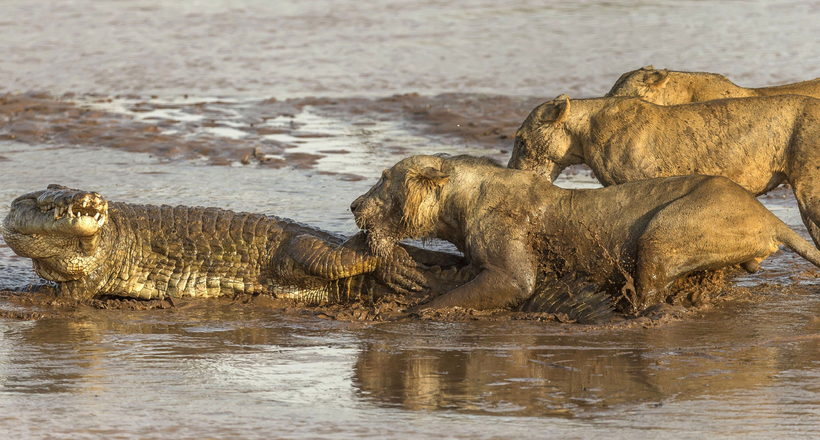 Три лева напали на крокодила, битва небезпечних хижаків потрапила на відео