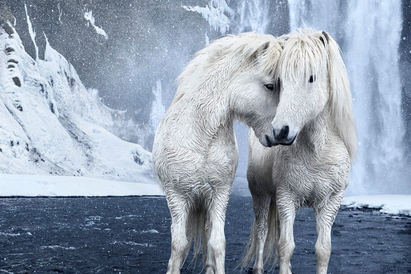 Казкові фотографії коней, які живуть в екстремальних умовах Ісландії