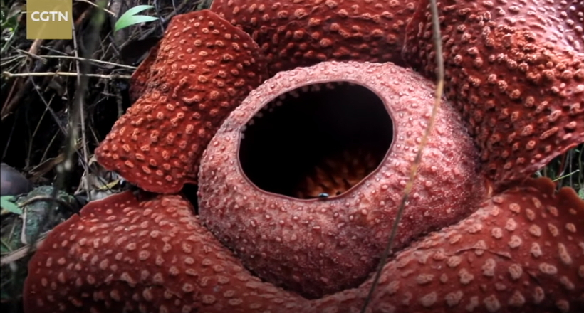 Відео: Зацвів хижа квітка, який приваблює комах запахом тухлого м'яса