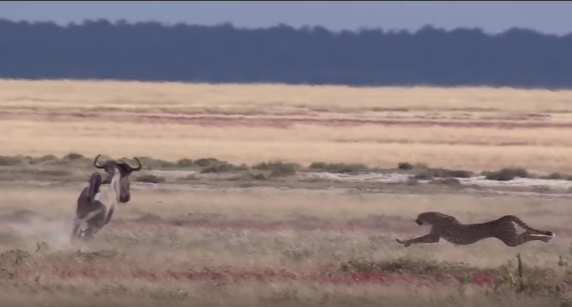 Відео: Гепард у гонитві за газеллю розвинув блискавичну швидкість