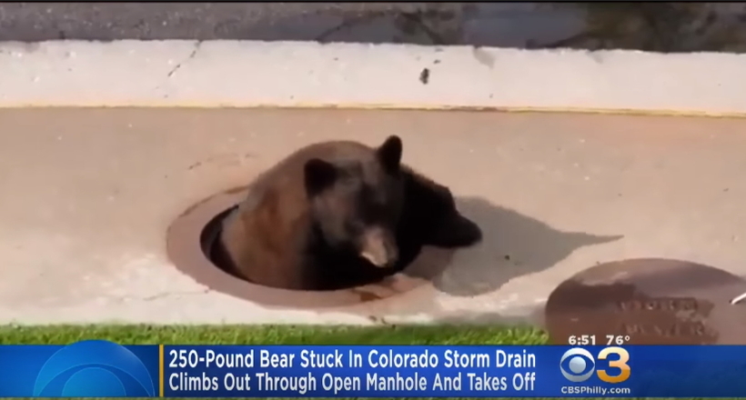 Відео: Ведмідь застряг в каналізації — люди побачили величезну лапу, скребущую асфальт