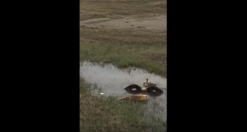 Відео: Лисиця намагається напасти на каченят, але їх батьки їй заважають