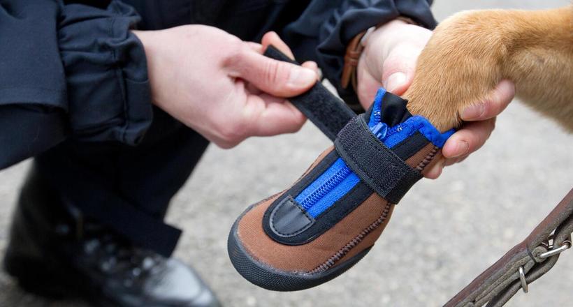 В Європі поліцейських собак взули в черевики, щоб захистити тварин від спеки