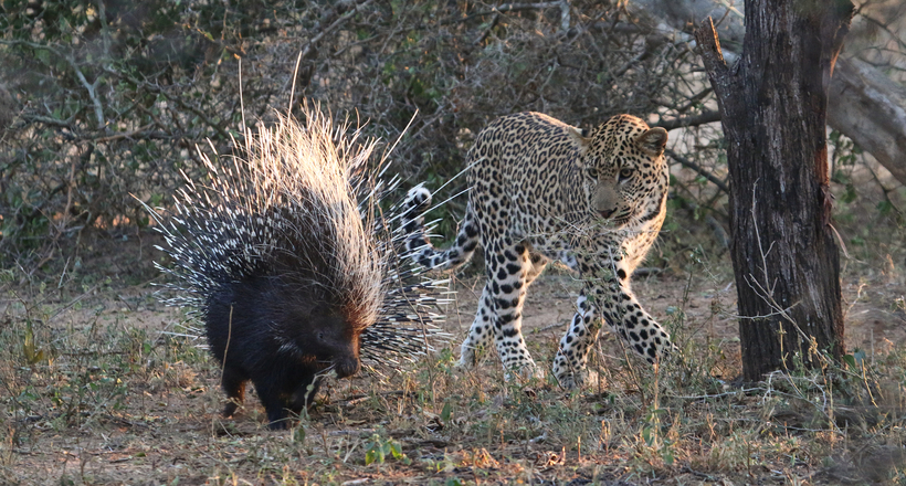 Відео: Леопард так відчайдушно намагався з'їсти дикобраза, що впав від утоми