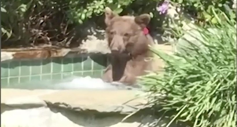 Відео: Ведмідь пробрався до людей в джакузі і випив маргарити