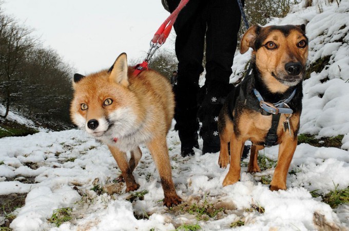 12 фотографій забавною лисички Роксі, яка вважає себе собакою