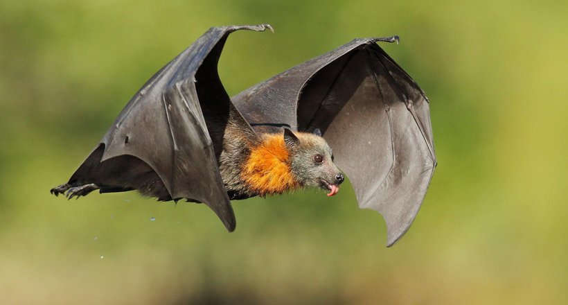 Летючі миші: ці неймовірні звірі літають краще, ніж птахи і комахи 