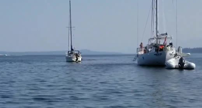 Відео: Косатка, схопившись за якір, зіштовхнула яхту з іншим судном