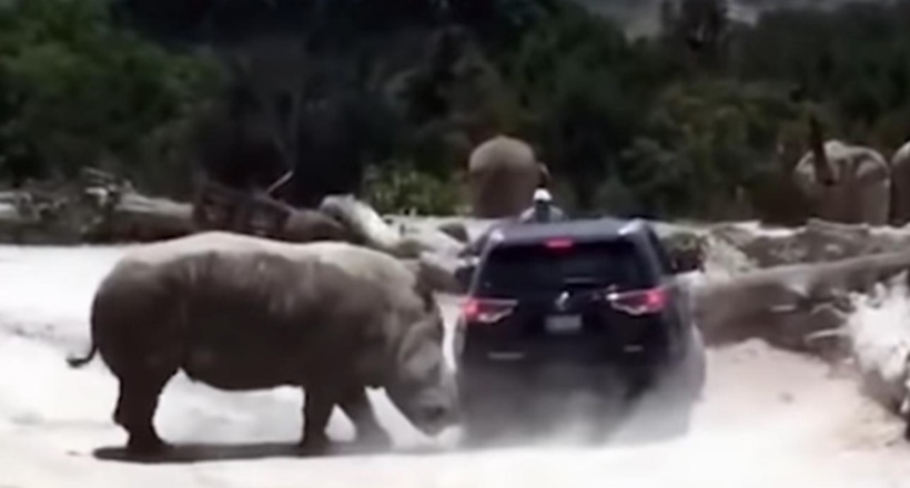 Відео: У Мексиці носоріг напав на машину з туристами, ледь не перекинувши її