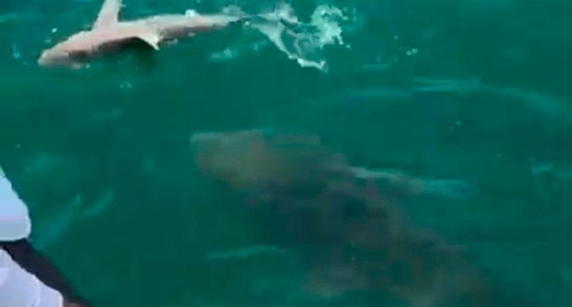 Відео: Гігантська риба проковтнула спійману акулу на очах у рибалок