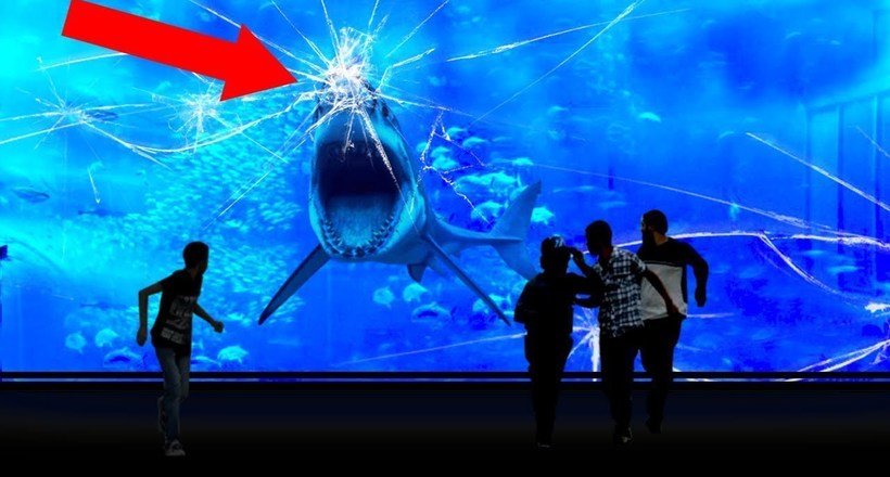Відео: Чому ні в одному океанаріумі світу немає великих білих акул