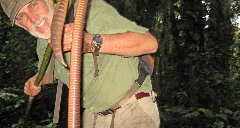 Три метри завдовжки: де живуть найбільші дощові черв'яки в світі