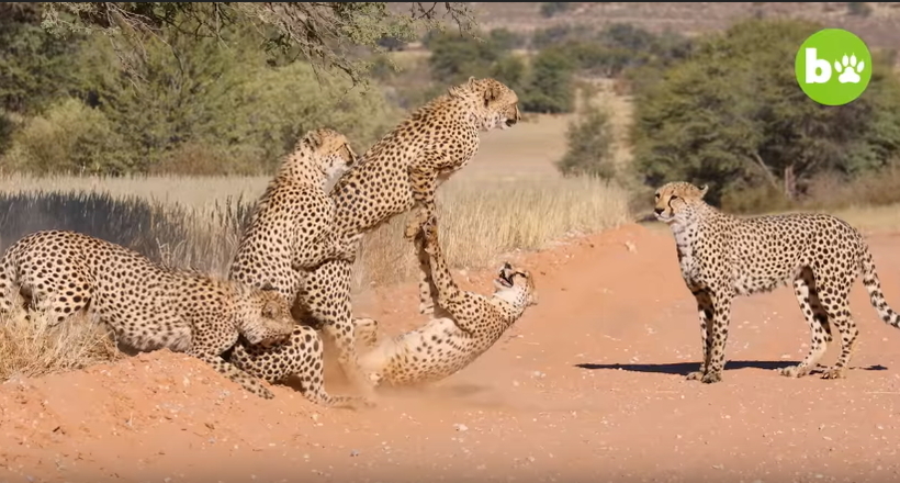 Відео: Ціла група гепардів влаштувала запеклу бійку, зустрівши самку 