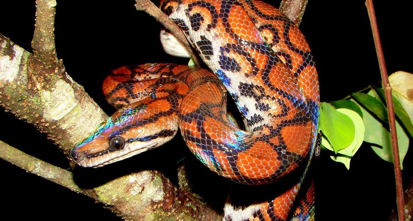 Райдужний удав — найчарівніша змія у світі