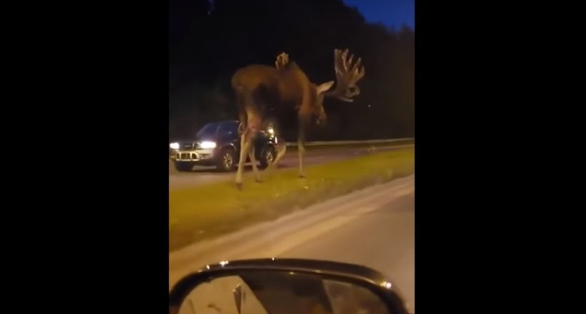 Відео: Здивовані водії їхали слідом за велетенським лосем, не вірячи своїм очам