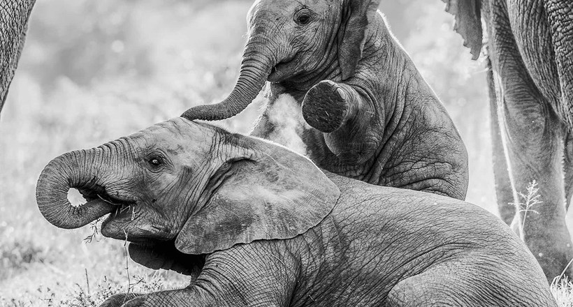 9 незабутніх знімків слонів в дикій природі