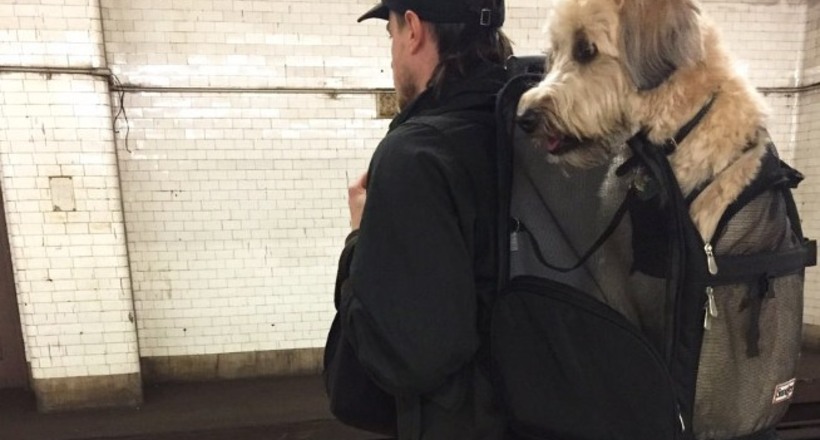 У Нью-Йорку заборонили перевозити собак в метро, але винахідливі жителі обходять закон