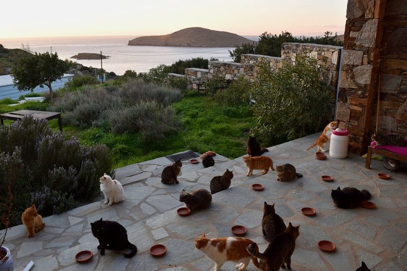 Жити на грецькому острові з видом на море в компанії 55 кішок і отримувати за це 500 €