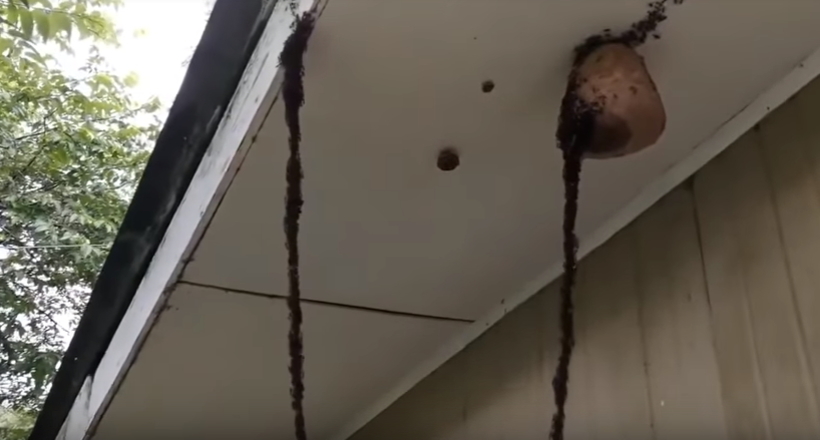 Відео: Геній в чистому вигляді — мурахи спорудили живий міст, щоб дістатися до гнізда