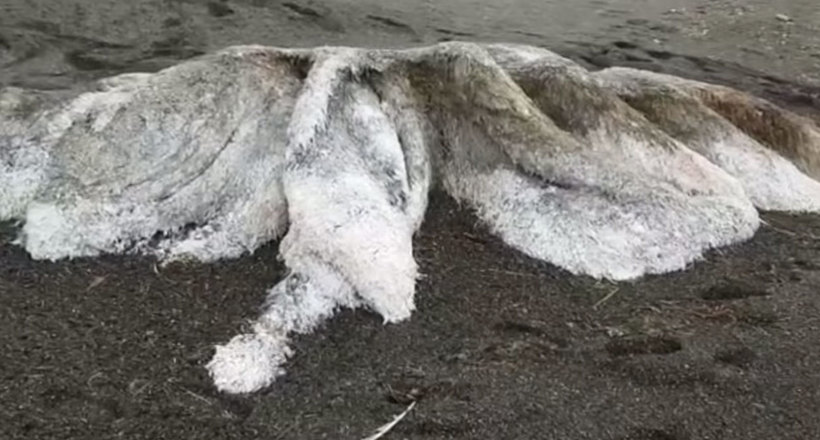 На берег Камчатки викинуло невідомого гігантського монстра, покритого волоссям
